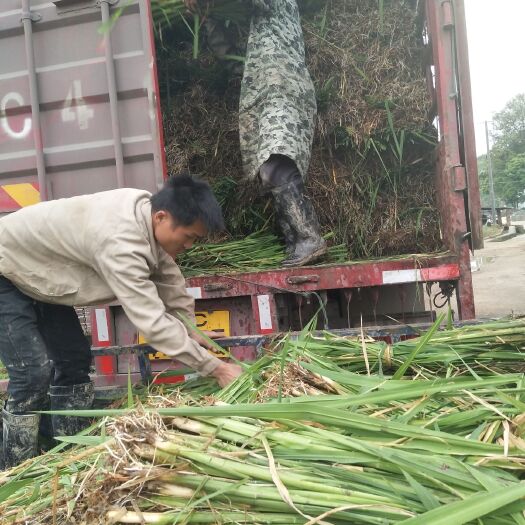 定南县茭白种苗  苗高、产量、成果口感等特