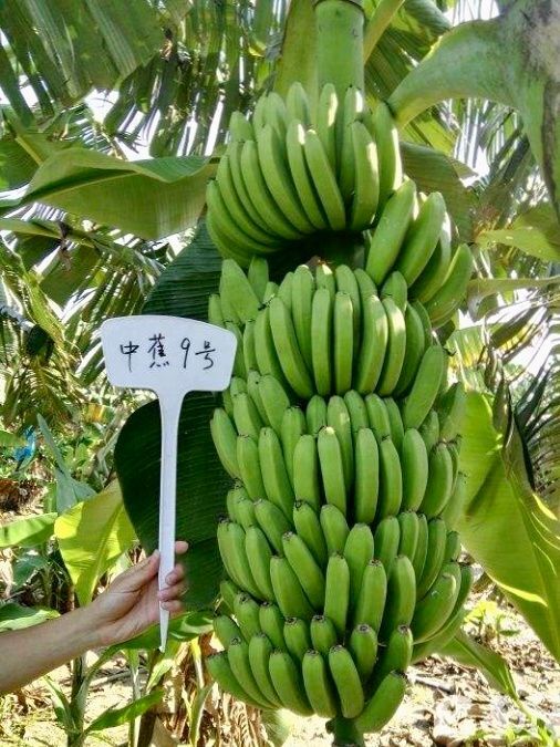 灵山县中蕉9号香蕉苗 