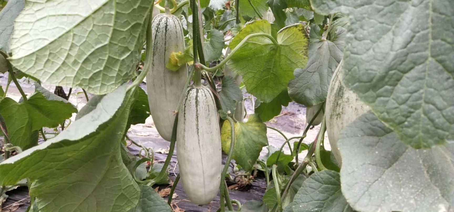 博洋甜瓜 山东省聊城市莘县 一级果