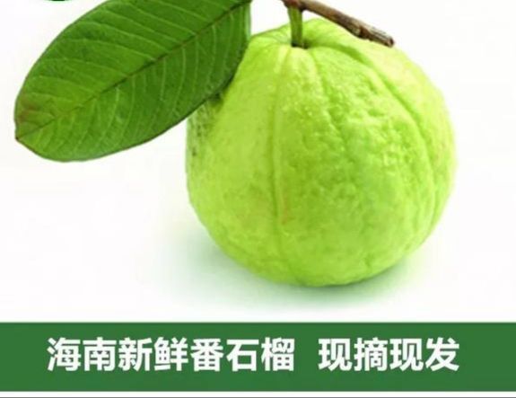 海口番石榴  现摘现发货，品质保证，挑选特级