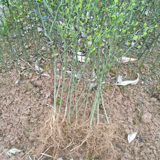 阳朔县种植枳壳苗 