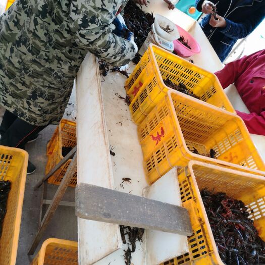 江陵县荆州小龙虾 4-6钱 人工养殖 