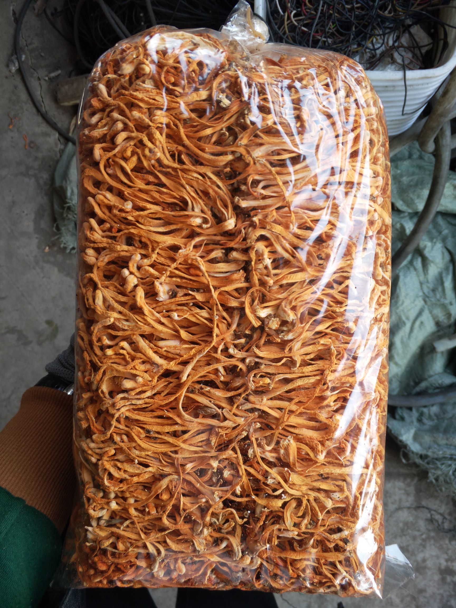 人工培植虫草花