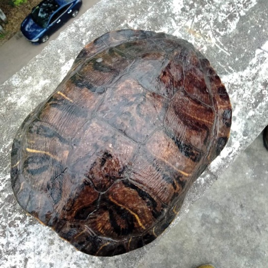 温州石爬鱼 