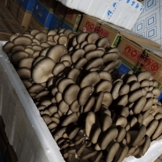 昌吉市蘑菇 