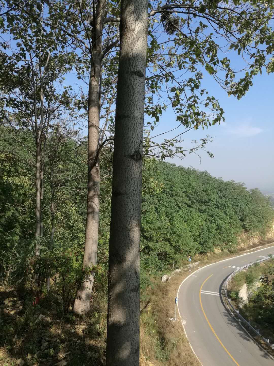 旱地梧桐 5米以上 
