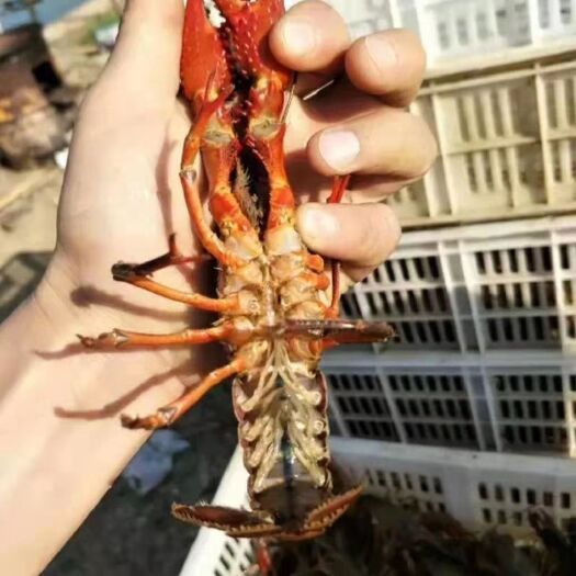 凤台县 肥美小龙虾