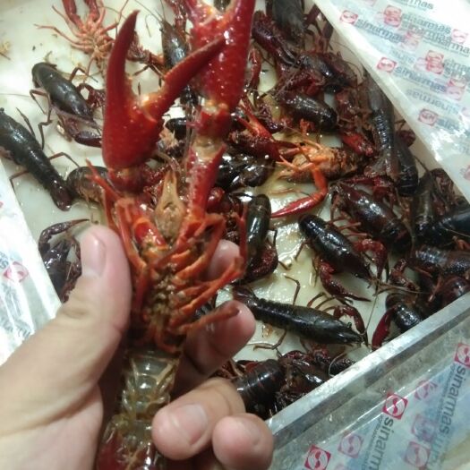 天津红壳小龙虾 青虾，红虾全都有。