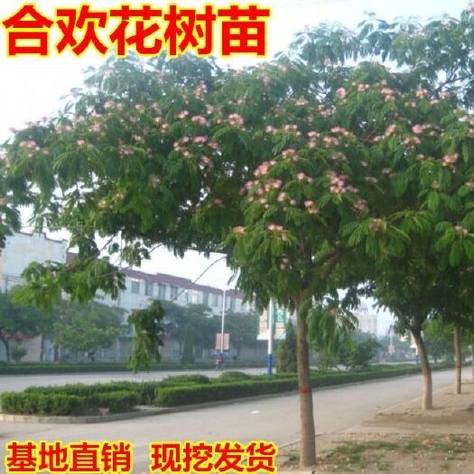 沭阳县红合欢 