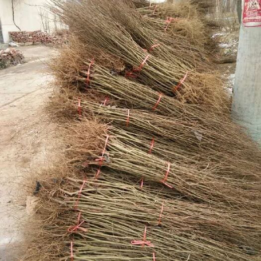 平邑县花石榴 