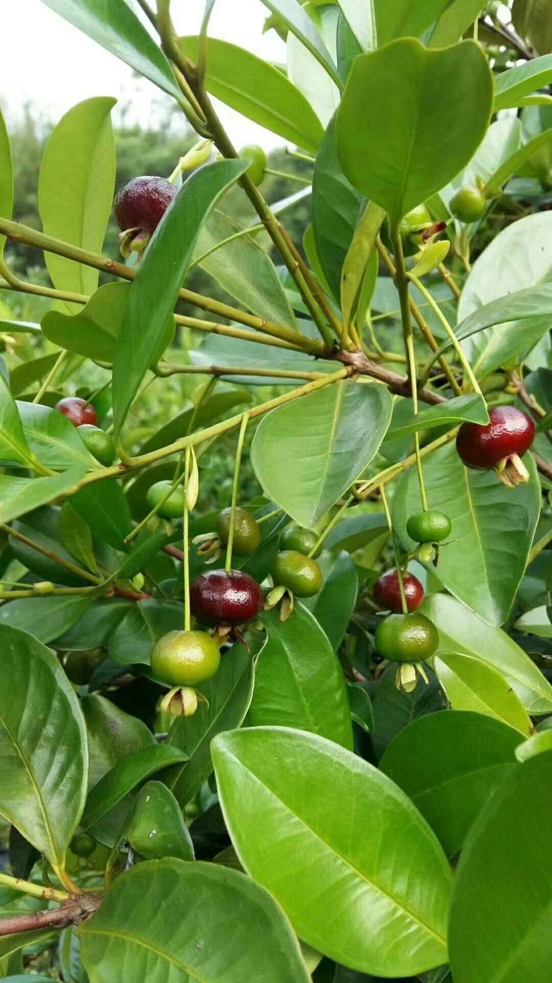 巴西樱桃苗 大果樱桃树苗巴西黑玫瑰大果樱桃庭院种植阳台盆盆栽