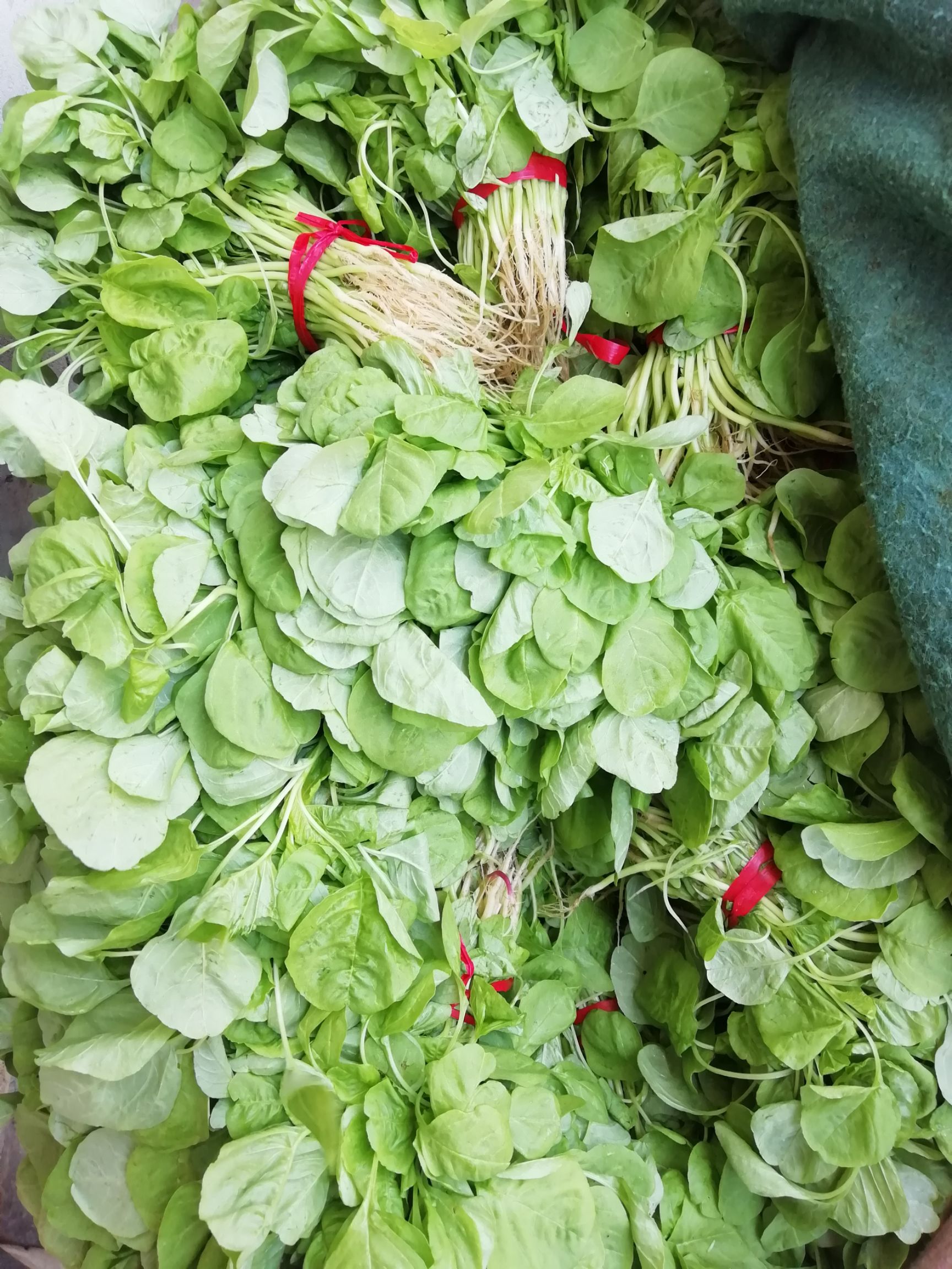 青苋菜 20-25cm 鲜绿