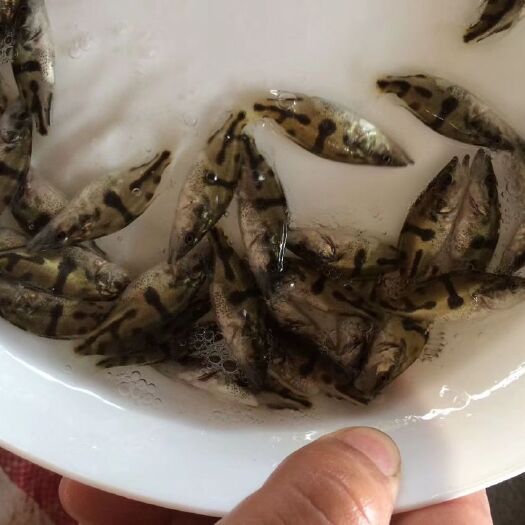 广州 鳜鱼苗 桂花鱼苗 有售饵料鱼