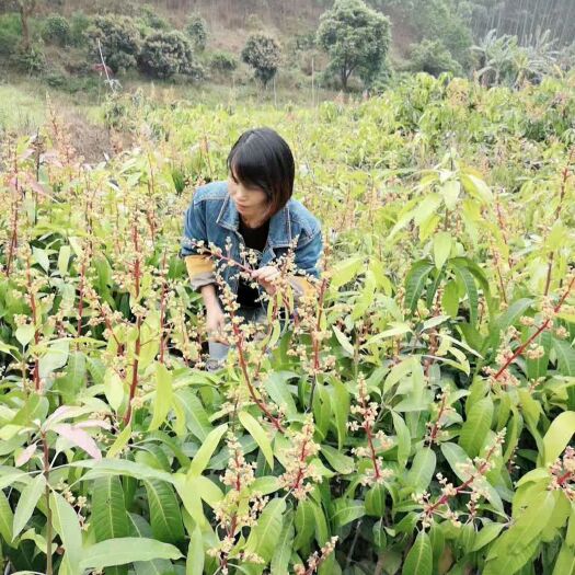 灵山县金煌芒果苗 
