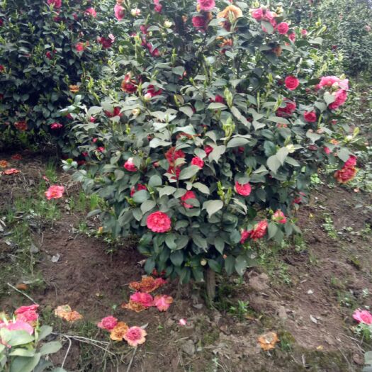 高县七芯茶花 80~100cm 