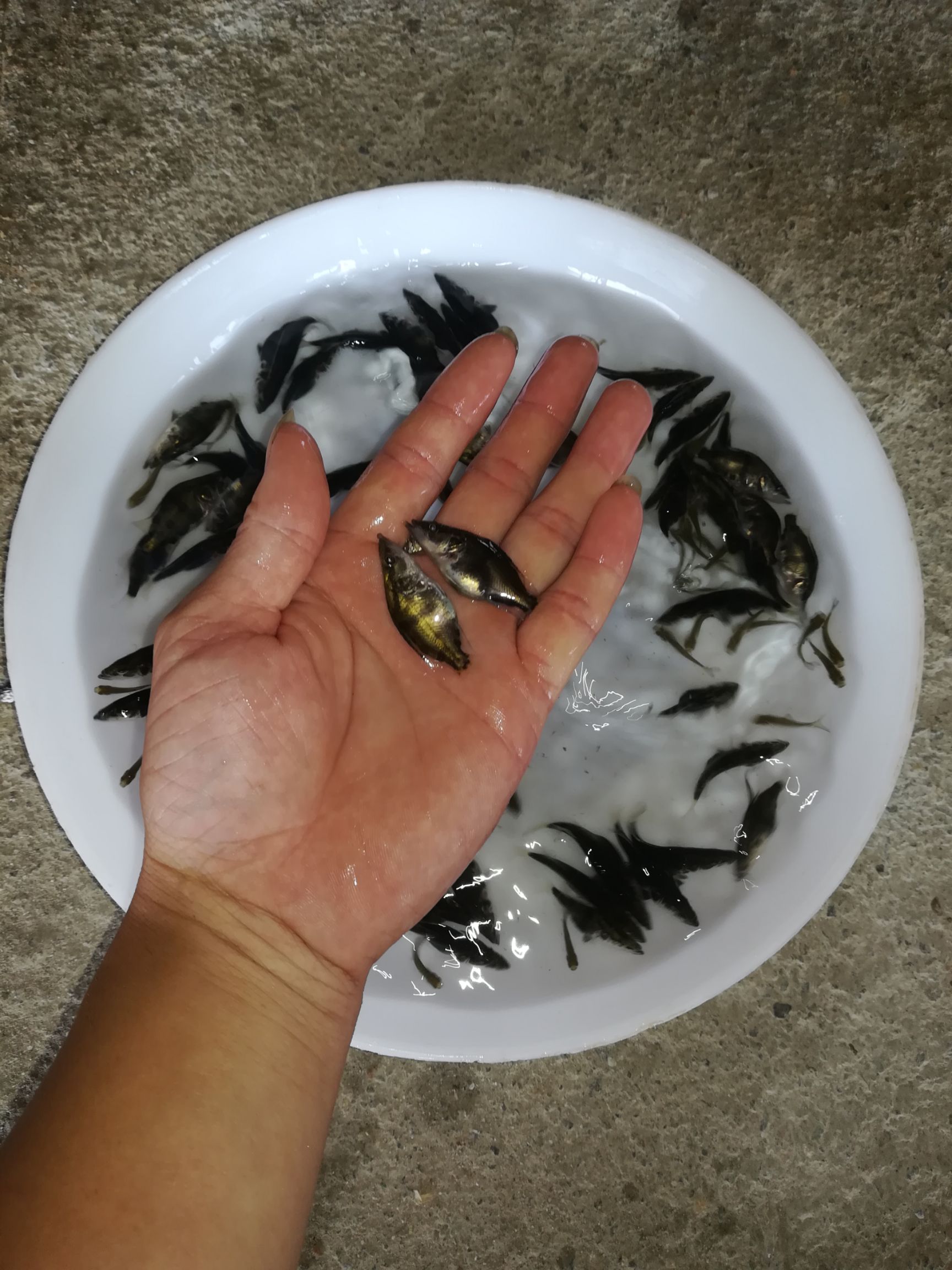 桂鱼苗 