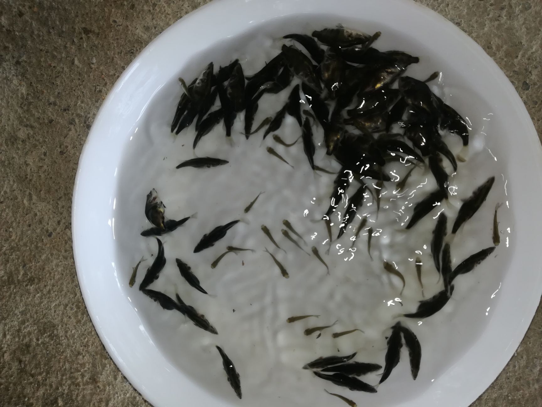 桂鱼苗 