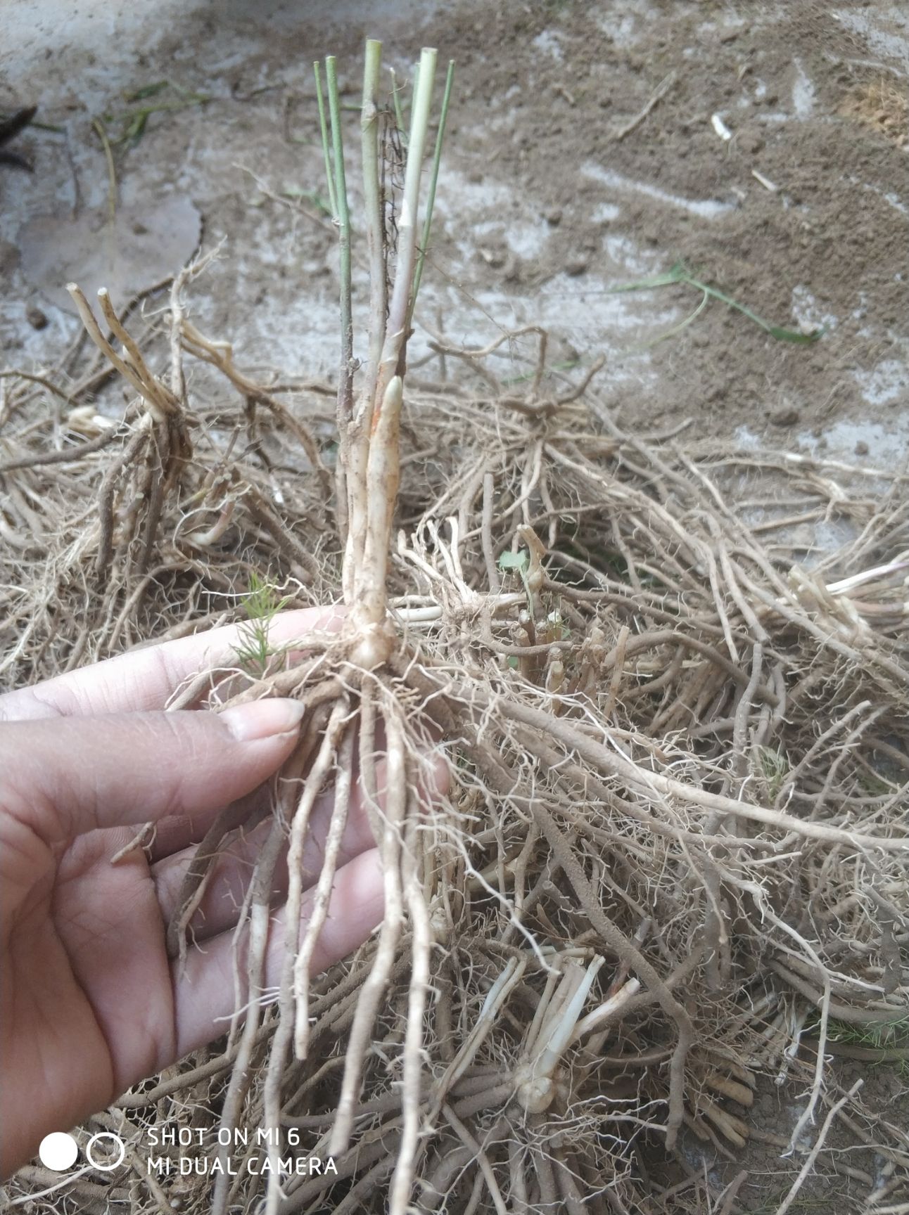 芦笋根  优质 现挖发货 大田地栽种，芦笋小苗栽种