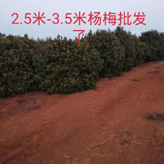 九江杨梅树