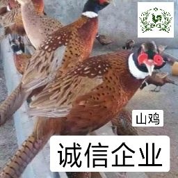 南宁山鸡苗  七彩，包打疫苗，包运输成活，诚信经营，假一赔十，