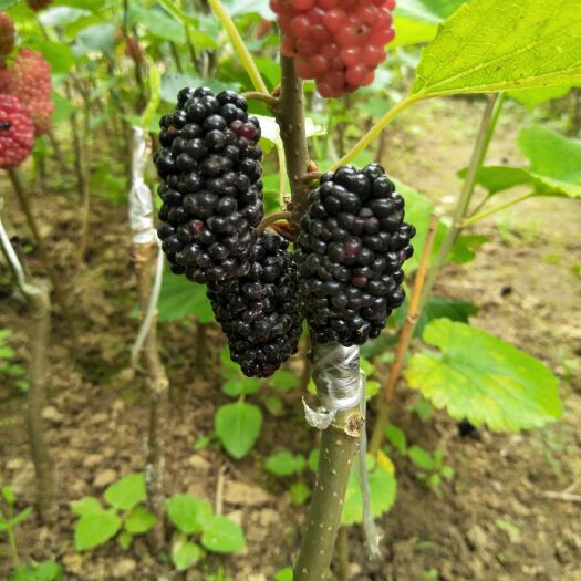 灵山县无籽大十果桑苗