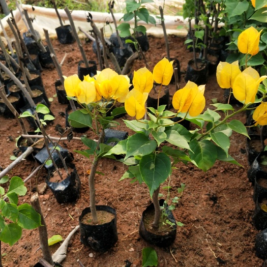 漳州黄花三角梅 0.2~0.5米