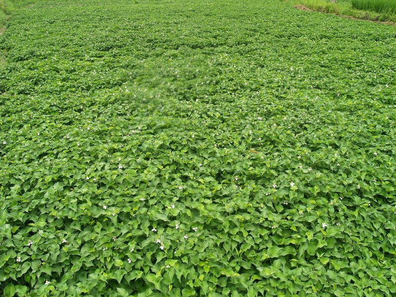 鱼腥草根  鱼腥草嫩鲜叶子