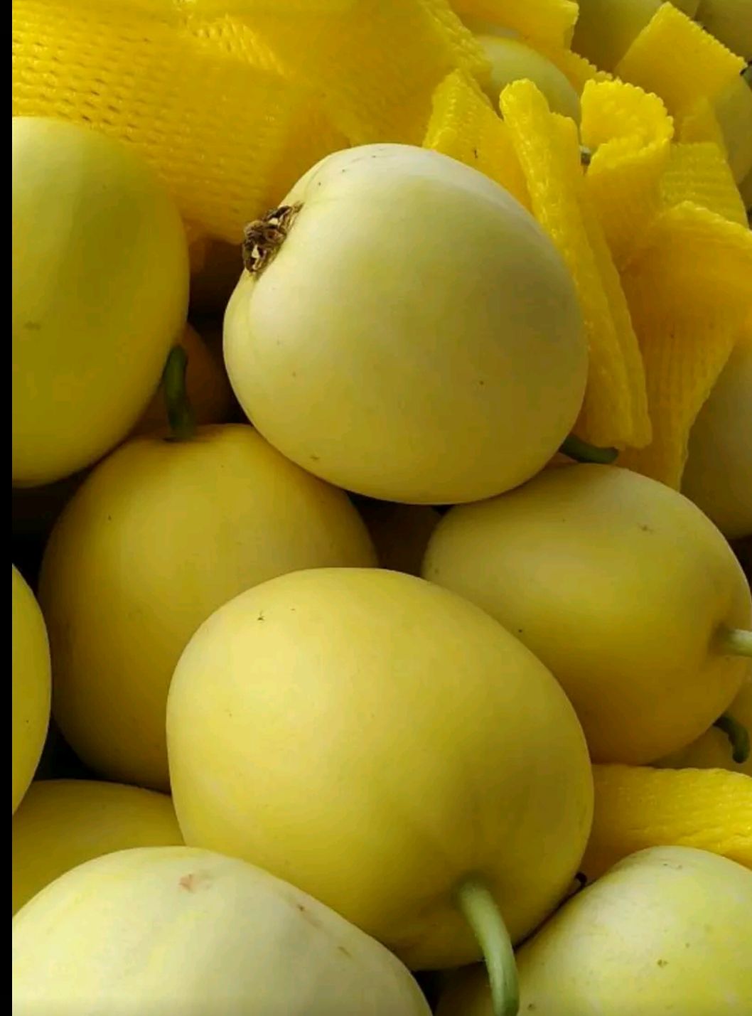 星甜20甜瓜 0.5斤以上