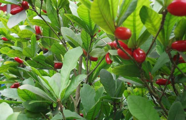 神秘果苗 神秘果树苗四季开花变味果庭院种植阳台盆栽