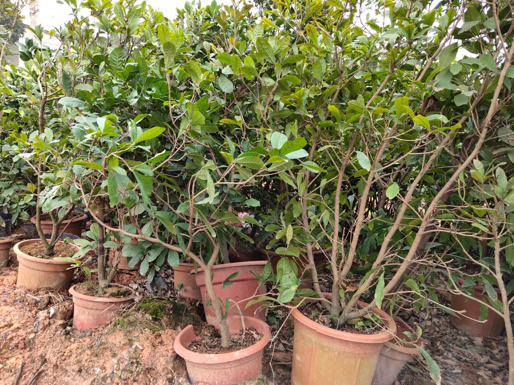 神秘果苗 神秘果树苗四季开花变味果庭院种植阳台盆栽