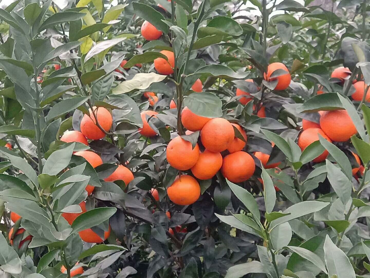 茂谷柑 统货 3两以上 