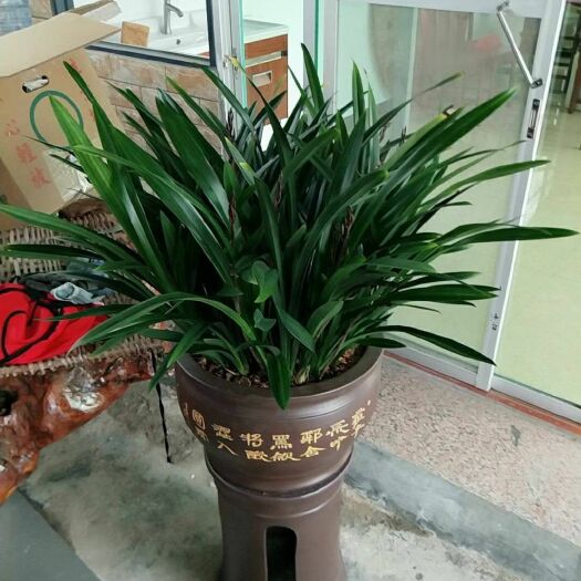 墨蘭 裸根不帶土 