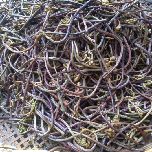 德昌县 干蕨菜:大凉山的土特产，阳光下自然晒干。