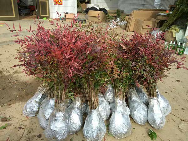 沭阳县南天竹 庭院植物绿化苗木红天竹苗观叶盆栽办公室内绿植盆栽盆景