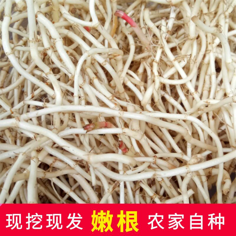 鱼腥草根  鱼腥草嫩鲜叶子