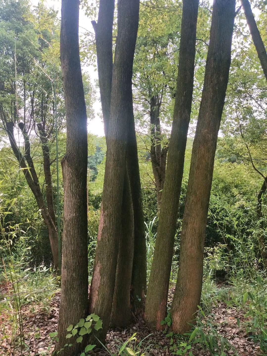 小叶樟  本公司常年出售各种规格的香樟，大叶，中叶，叶，都有