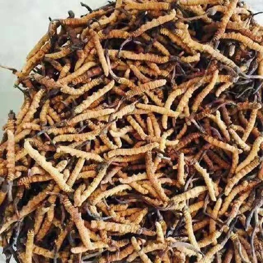 松潘县冬虫夏草 做生意就是做人，诚信为本