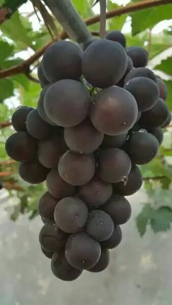 平邑县绍兴一号葡萄苗