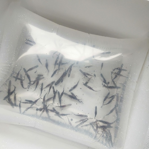 广州鸭嘴鱼苗 鸭嘴鲟鱼苗