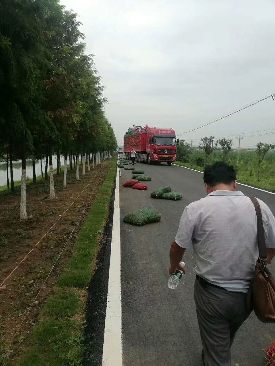 黄花菜苗基地大量现货可技术交流