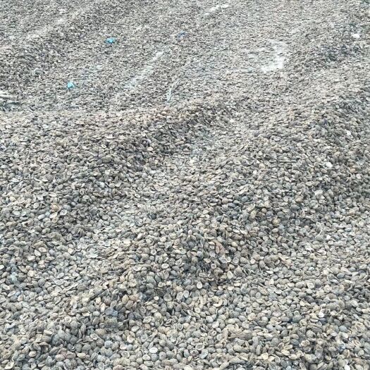 曹县文玩 桃核