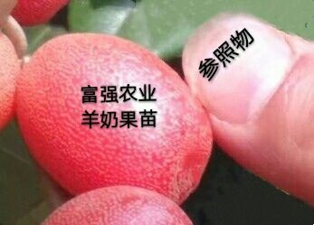 霍山县羊奶果苗  基地直供纯甜奶果苗品质好果粒大产量成活高包邮包