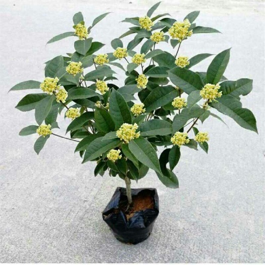 平邑县桂花树苗