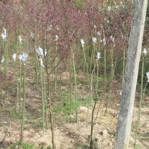 城固县中国红枫 