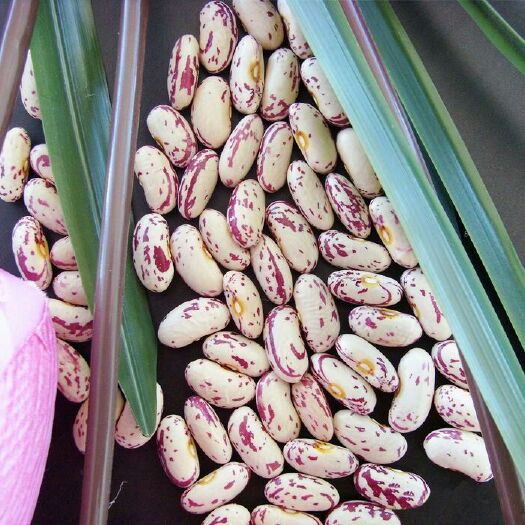 牙克石市奶花芸豆 