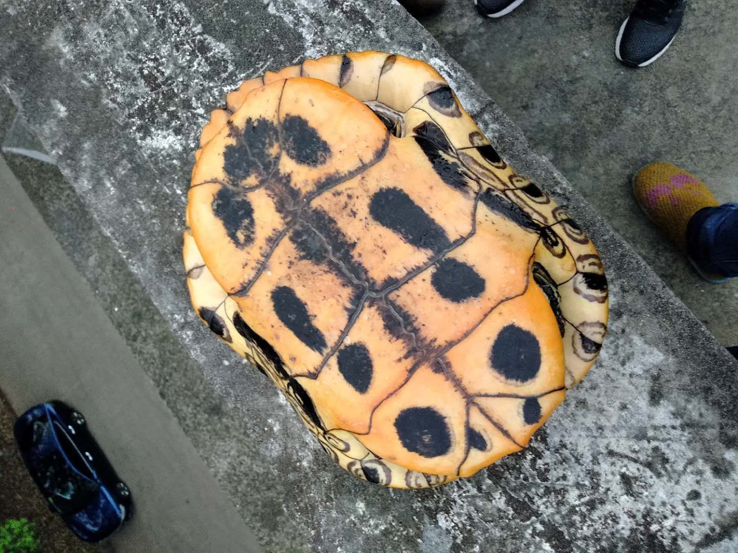 石爬鱼 