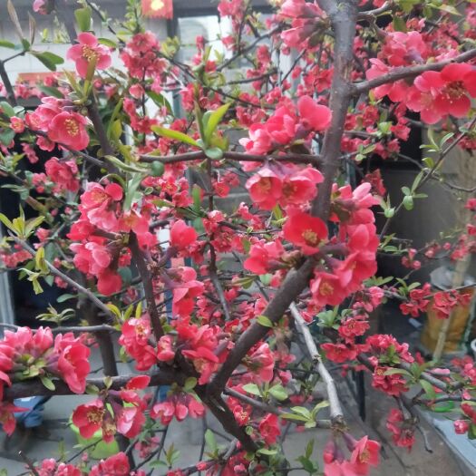 平邑县宣木瓜苗 花色好看，香气满院，果实营养，成活率高，基地出售价高退款