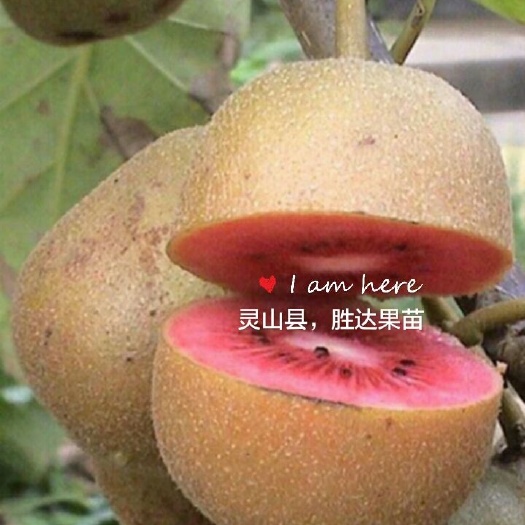 灵山县 猕猴桃苗。