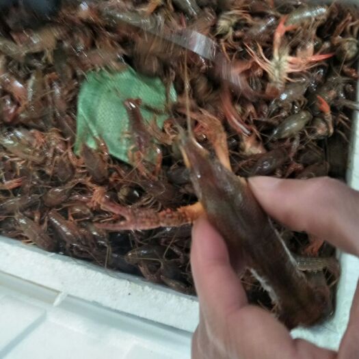 兴化市青红虾 4-6钱 稻田虾
