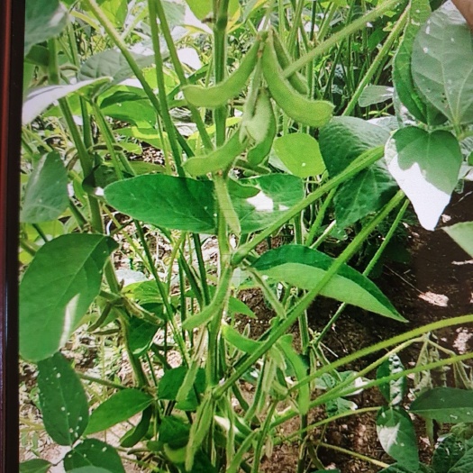 长春黄大豆 生大豆 1等品